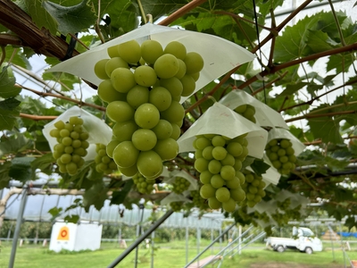 NB-8N2 つぶつぶシャインマスカットダブル（1kg×2箱） | 王将果樹園